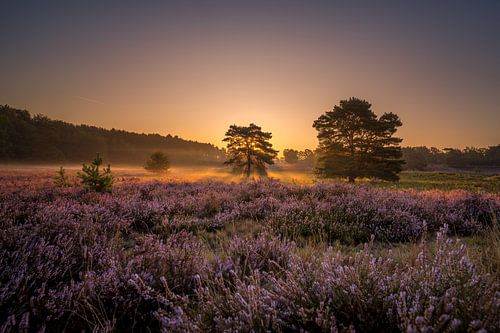 Lever de soleil à Brunssummerheide