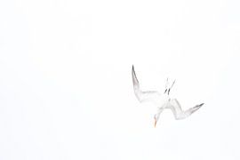 Koningsstern by Kars Klein Wolterink