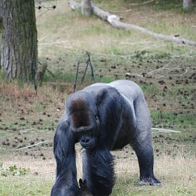 Gorilla drinkt water van Suzanne Brok