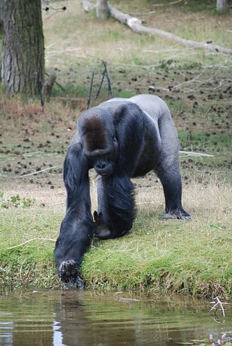 Gorilla drinkt water