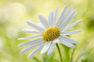 Kanarische Strauchmargerite