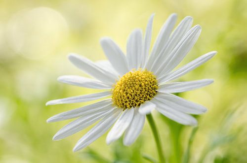 Canary shrub marguerite