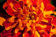 Bright coloured flower van Roque Klop thumbnail
