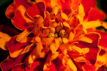 Bright coloured flower van Roque Klop