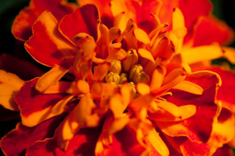 Bright coloured flower van Roque Klop