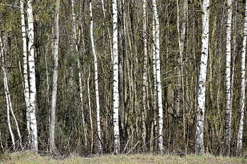 Birch forest by Ingrid Bargeman