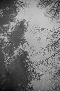 Spiegelbeeld van bomen | reflectie | zwart wit van Mascha Boot