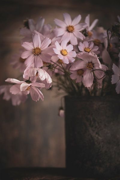 Cosmos by Christl Deckx