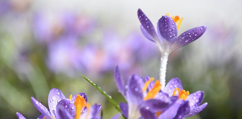 The first crocuses in the garden by Claude Laprise