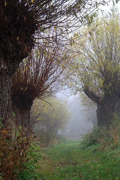 pollarded willows in autumn fog by Karina Gebert
