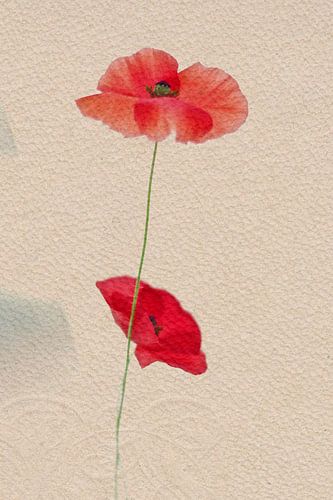 Poppy