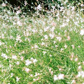 Kleine witte bloemetjes van Sanne Dost