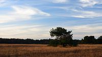 Een veld met een grove den van Gerard de Zwaan thumbnail
