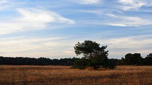 Ein Feld mit einer Waldkiefer