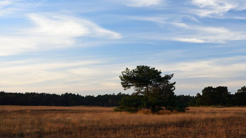 Een veld met een grove den van Gerard de Zwaan