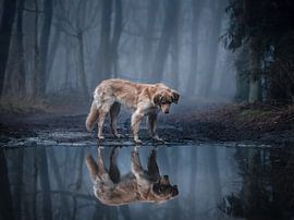 caught in a pond in the forest by twinkel photography