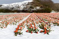 Champ de neige avec tulipes, Noordwijk