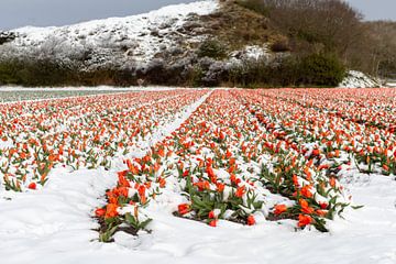 Sneeuwveld met tulpen, Noordwijk van Yanuschka Fotografie | Noordwijk