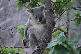 Koala von Jasper
