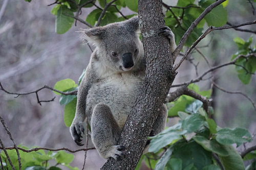 Koala