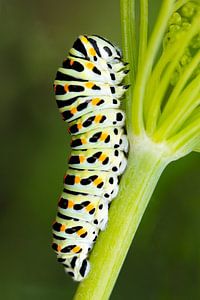 Raupe des Schwalbenschwanzes