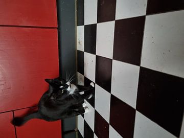 Chat dans la cuisine sur Jess vG