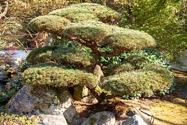 Jardin japonais sur Marco Theunissen
