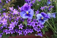 De belles fleurs violettes par Olena Tselykh Aperçu