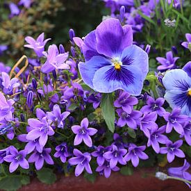 De belles fleurs violettes sur Olena Tselykh