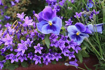 De belles fleurs violettes