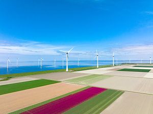 Tulips growing in agricultural fields during springtime seen from above