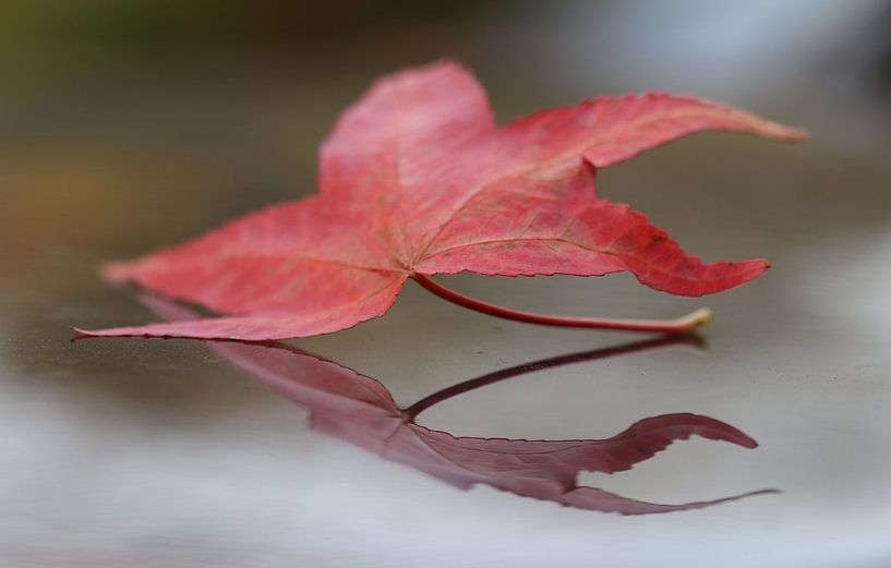 Feuilles d'automne par Matthias Brix
