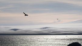 Birds in Antarctica