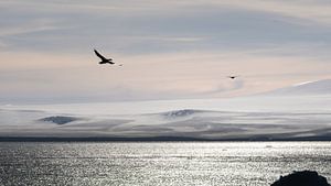 Vögel in der Antarktis