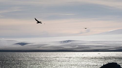 Vögel in der Antarktis