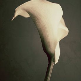 Callas by Nico Garstman