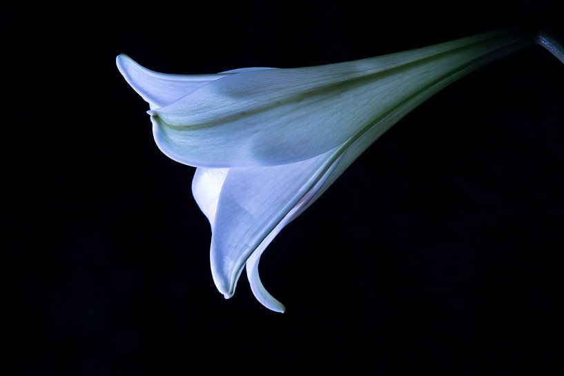 white lily spotlight by Annet Niewold