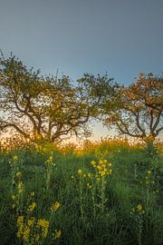 Colza - Graine de colza sur Moetwil en van Dijk - Fotografie