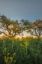 Rapeseed - Rape seed by Moetwil en van Dijk - Fotografie thumbnail