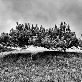 Dune landscape with solitary pine by Floris Kok