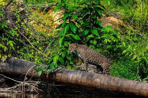 Magnifique Jaguar au Suriname dans la jungle