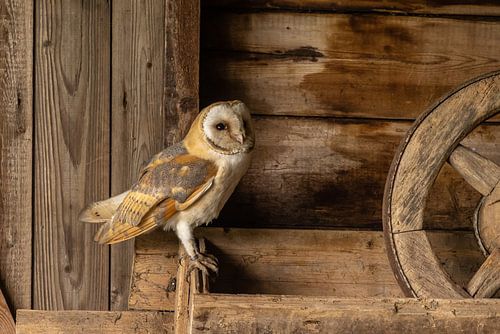 Kerkuil, Tyto alba