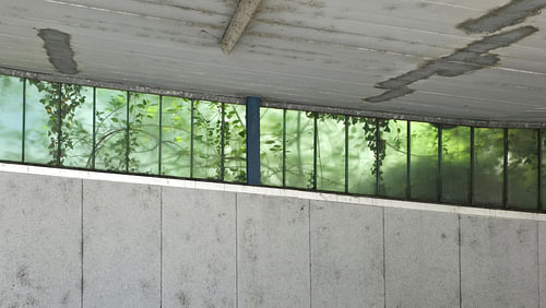 urban jungle