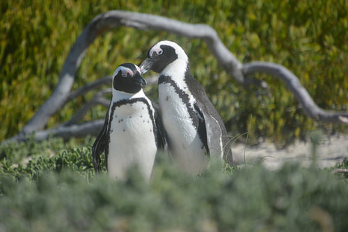 deux pingouins ensemble