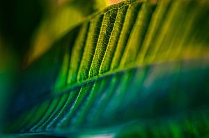 Leaf Plumeria Alba Frangipani van Knowhere Art