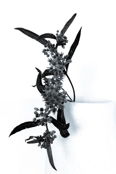 Delicaat van Foto Studio Labie