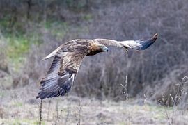 Ein Steinadler im Flug von Teresa Bauer