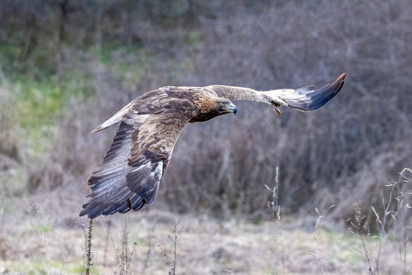 Een steenarend in de vlucht van Teresa Bauer
