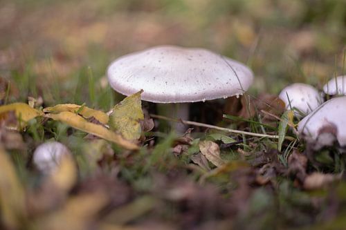 Licht, Laub, Beige - Herbstfotos, die Atmosphäre schaffen