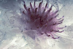 Weiße Kornblumen in Eis 2
